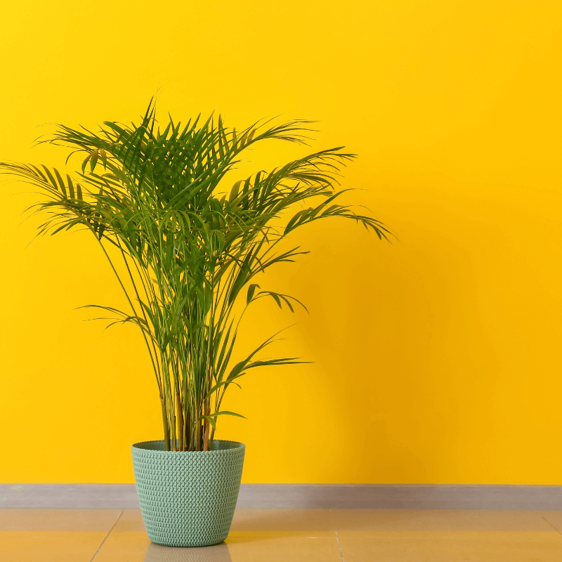 Yellow wall and green plant (1)